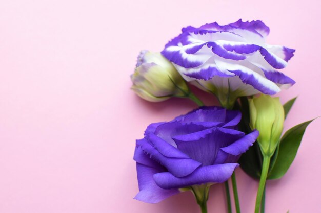 Hermosas flores de eustoma púrpura y blanco lisianthus en plena floración con hojas verdes Ramo de flo ...