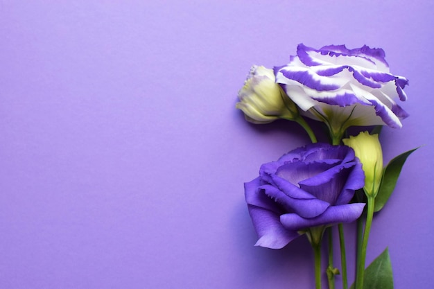 Hermosas flores de eustoma púrpura y blanco lisianthus en plena floración con hojas verdes Ramo de flo ...