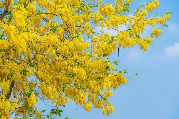 Hermosas flores de fístula de Cassia dorada amarilla floreciente con el parque en el día de primavera en el fondo del cielo azul durante el día en Tailandia