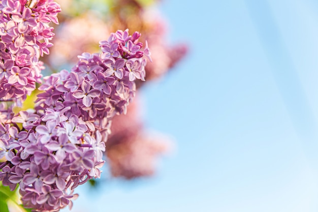 Hermosas flores de flor lila púrpura en primavera