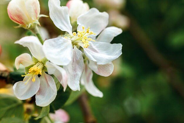 Hermosas flores de flor de manzano blanco en el fondo de tiempo de primavera con la inspiración del manzano en flor...