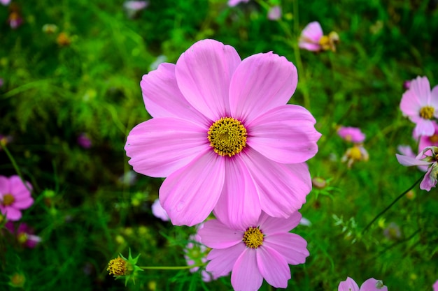 Hermosas flores florecen en la mañana