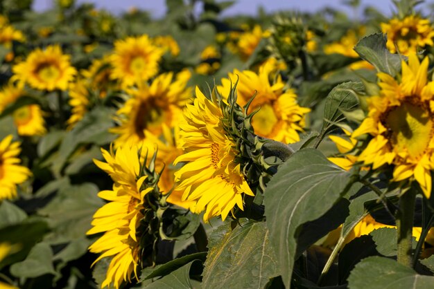 Hermosas flores florecientes girasoles en el campo