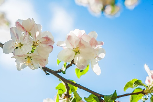 Hermosas flores florecientes de manzano en el fondo del estilo de instagram del cielo