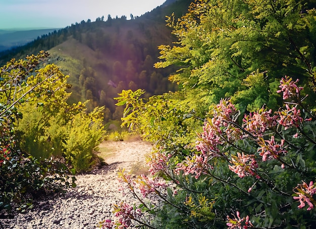 Hermosas flores follaje montaña follaje camino paisaje aventura