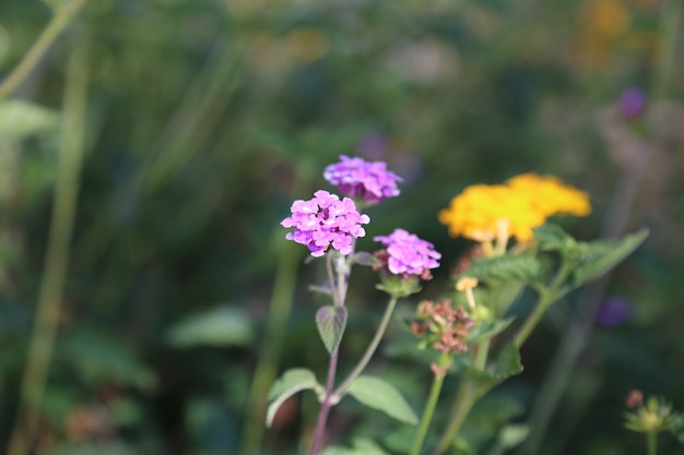 Hermosas flores en el fondo de color tierra Foto Gratis