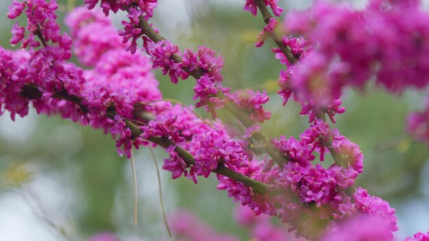 Hermosas flores en el fondo las flores de color rosa profundo las flores púrpuras en las ramas de cerca