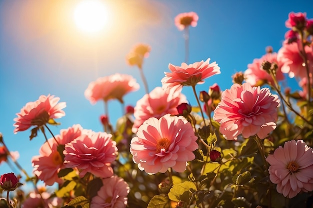 Foto hermosas flores con el fondo del sol
