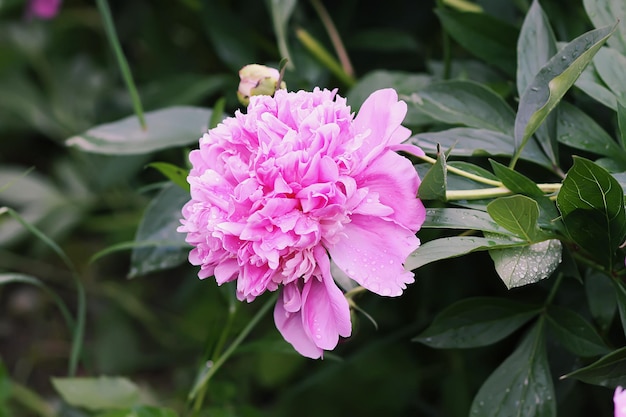 Hermosas flores fragantes de peonía rosa que florecen en el jardín de verano. Paeonia planta ornamental perenne herbácea.