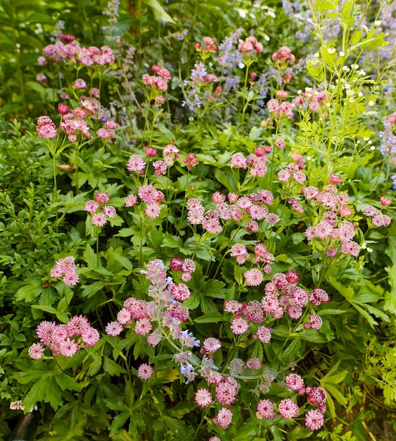 Hermosas flores frescas bonitas y coloridas que crecen en un jardín verde en un día tranquilo y soleado