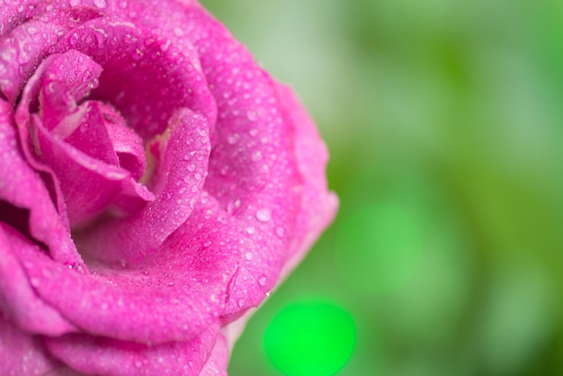 Hermosas flores frescas de color púrpura macro Primer plano de rosas de lavanda al aire libre Flores de rosas de lavanda de cerca