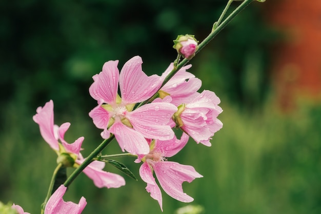 Hermosas flores frescas de color rosa y capullos con gotas después de la lluvia de cerca