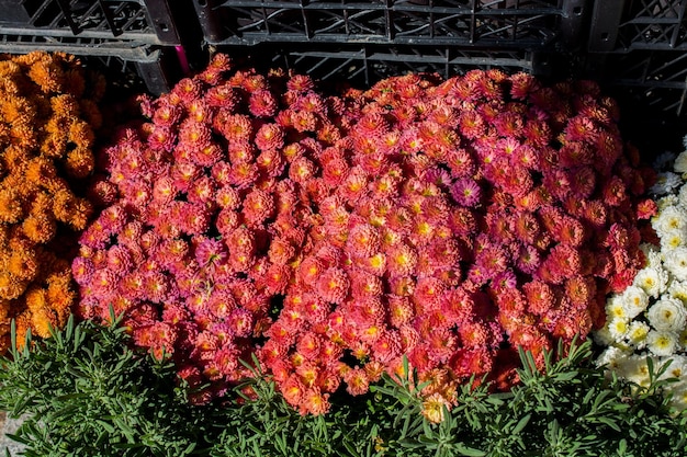 Hermosas flores frescas como fondo