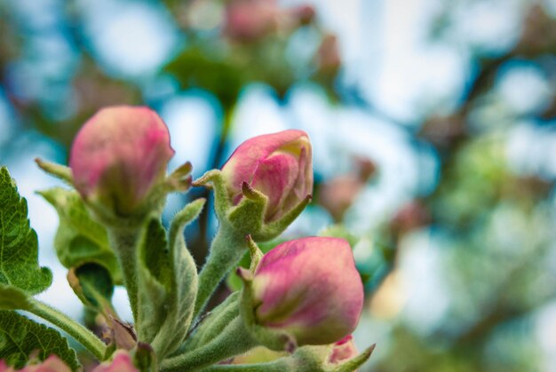 Hermosas flores frescas del manzano