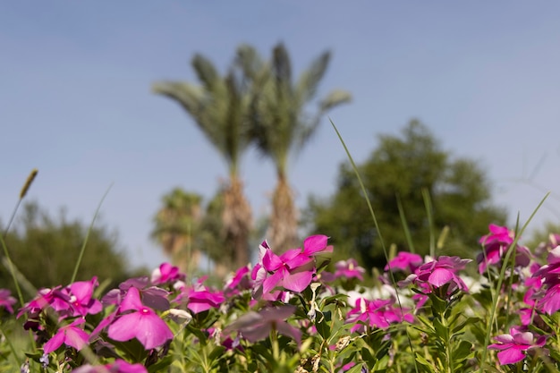 Hermosas flores frescas en la naturaleza.