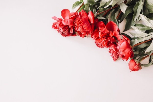 Hermosas flores frescas de peonía rosa en plena floración sobre fondo blanco Vista superior plana floral Copiar espacio para texto Tarjeta del día de la madre o del día de San Valentín