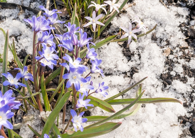 Hermosas flores frescas de primavera azul en la nieve