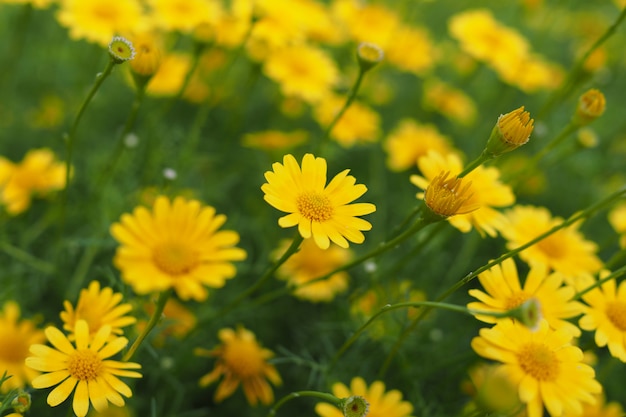 Hermosas flores frescas de zinnia amarillo en el jardín