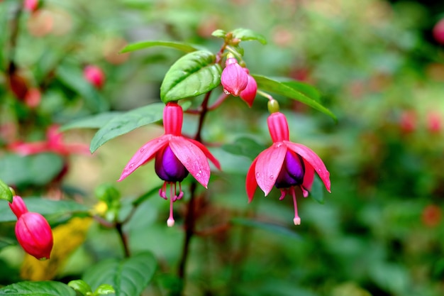 Hermosas flores fucsias en Doi Inthanon, Chiang Mai, Tailandia