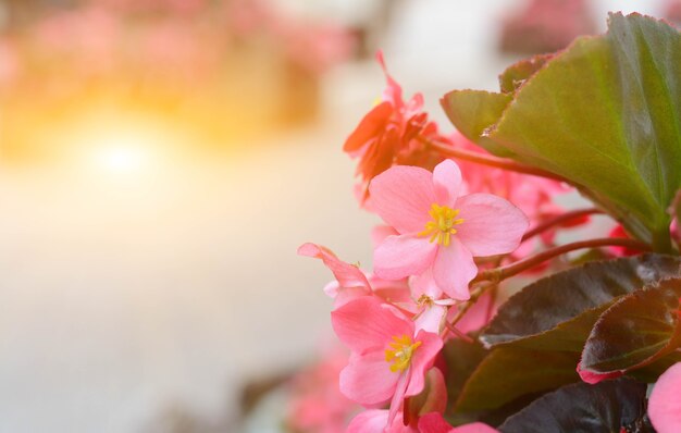 Hermosas flores de Gegonia por la mañana en el jardín.