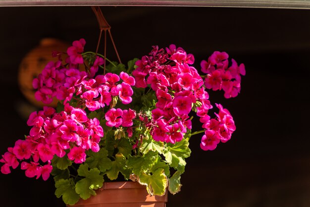 Hermosas flores de geranio