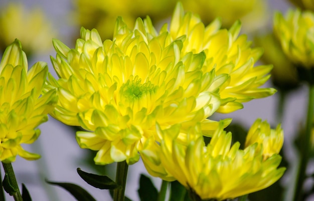 Hermosas flores de gerbera amarilla