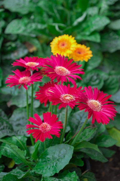 hermosas flores de gerbera en el árbol en la naturaleza