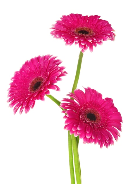 Hermosas flores de gerbera rosa aisladas en blanco