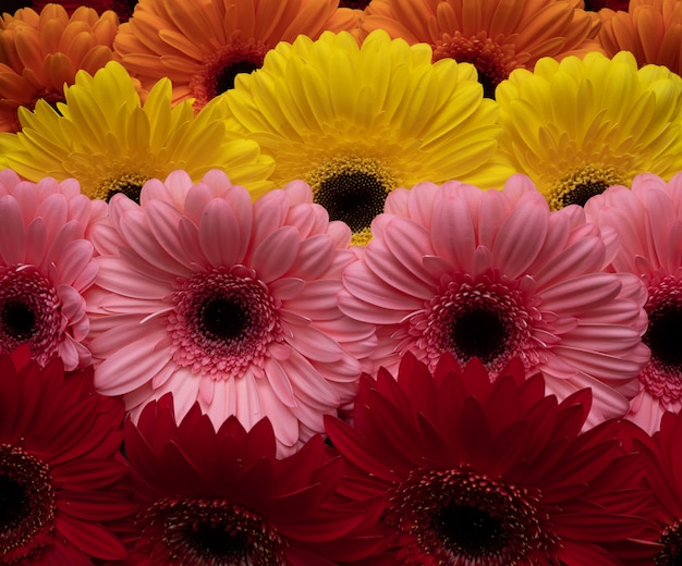 Hermosas flores gerberas de diferentes colores, dispuestas en hileras rectas. Fondo floral