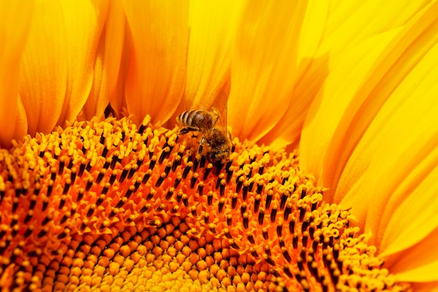 Hermosas flores girasoles tiempo de floración y polinización de insectos.