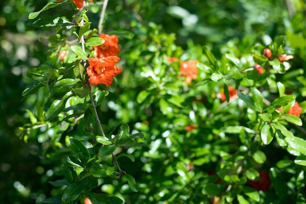 Las hermosas flores de la granada.