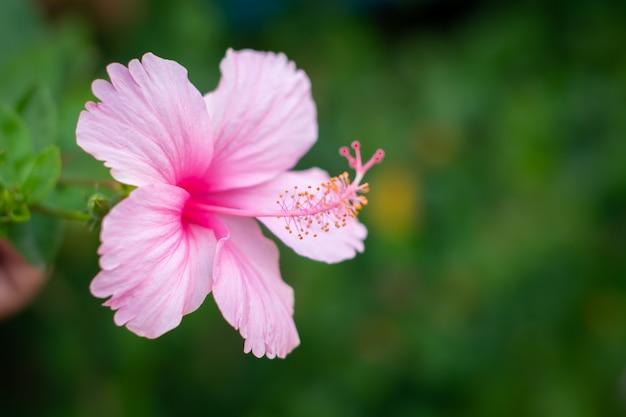 Hermosas flores de hibisco rosa están floreciendo