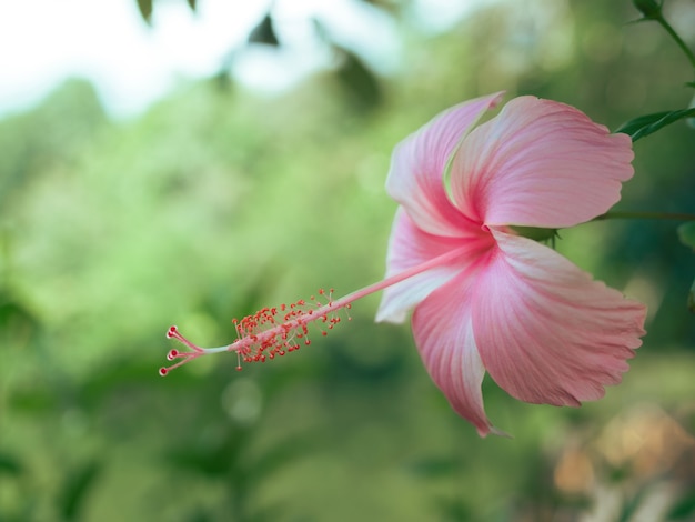 Hermosas flores de hibisco rosa en un jardín tropical