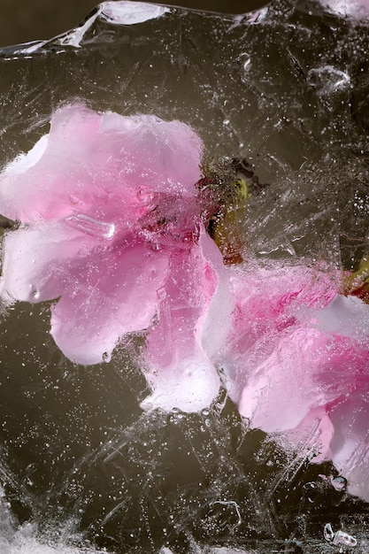 Hermosas flores en hielo