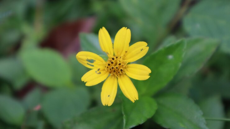 hermosas flores de hierba de cerca