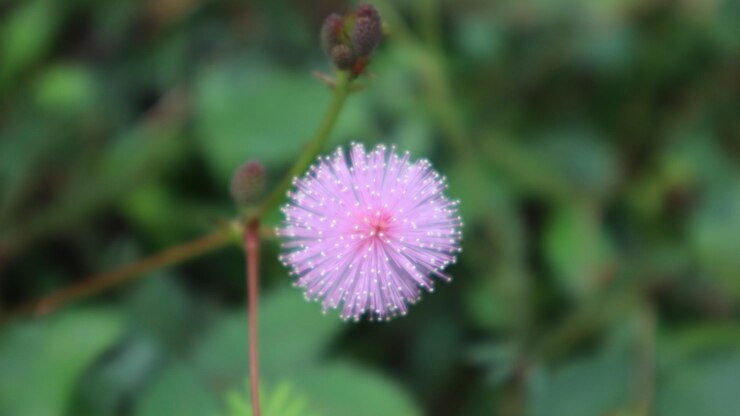 hermosas flores de hierba de cerca