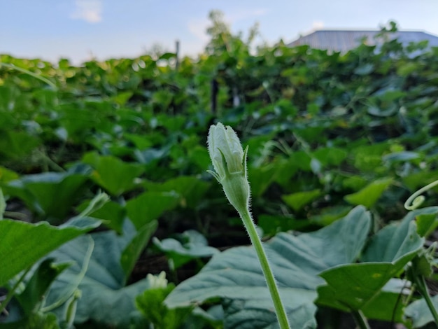 Foto hermosas flores y hojas jóvenes verdes de la calabaza de botella o planta de calabaza.