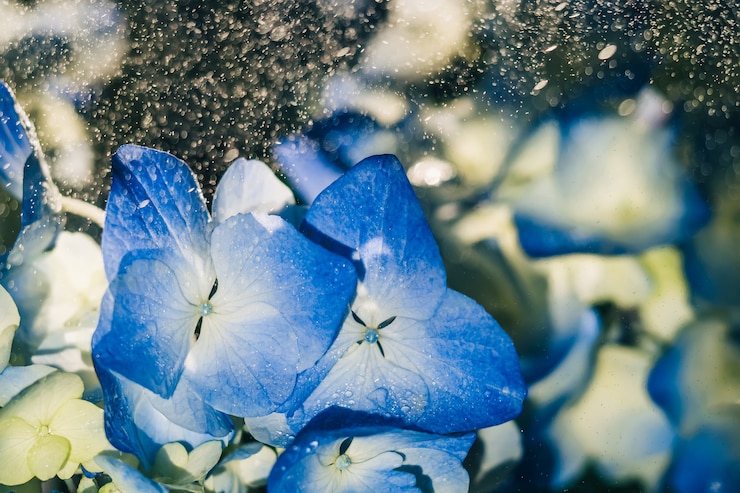 Foto hermosas flores de hortensia azul bajo primer plano de gotas de lluvia