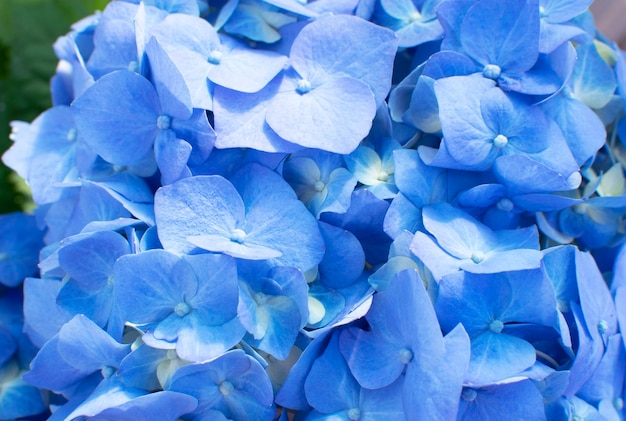 Hermosas flores de hortensia azul tierna floreciente