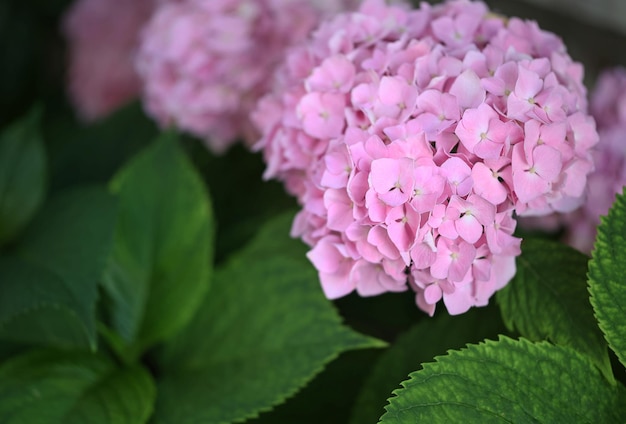 Hermosas flores de hortensia rosa en un arbusto