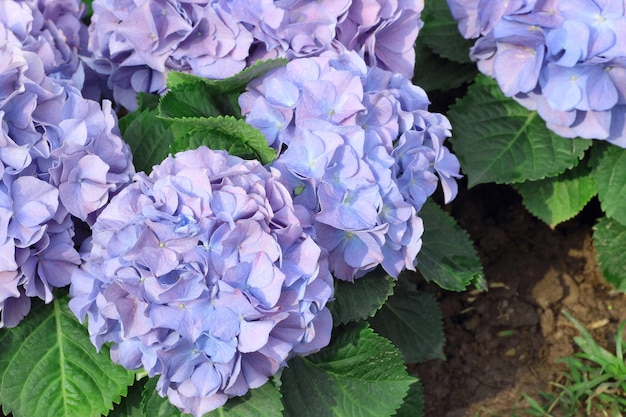 Hermosas flores de hortensias moradas que florecen en el jardín