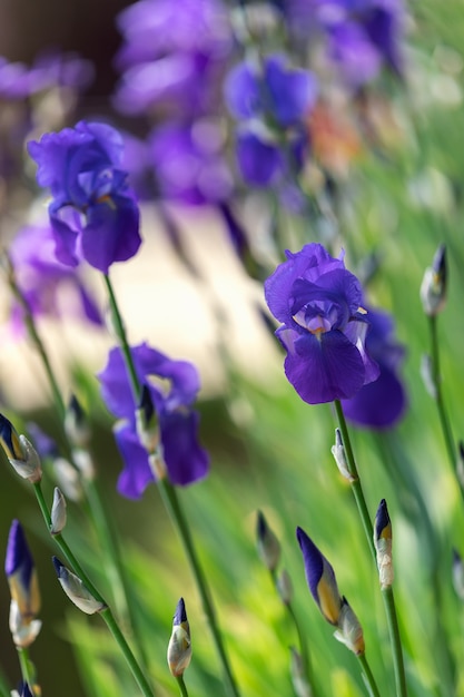 Hermosas flores de Iris azul en el parque de cerca