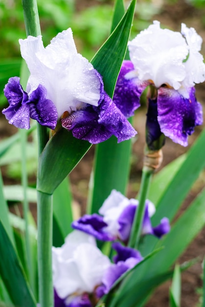 Hermosas flores iris en el jardín