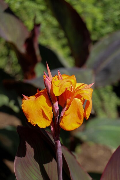 Hermosas flores de iris en la naturaleza