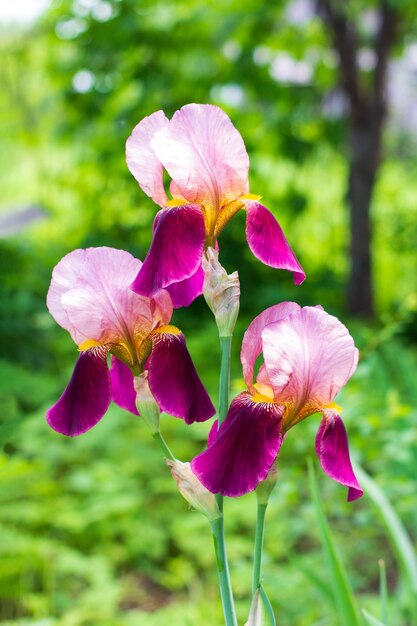 Hermosas flores de iris púrpura sobre un fondo natural verde de cerca