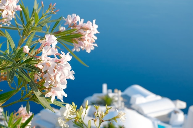 Hermosas flores en la isla de Santorini en la isla de Santorini