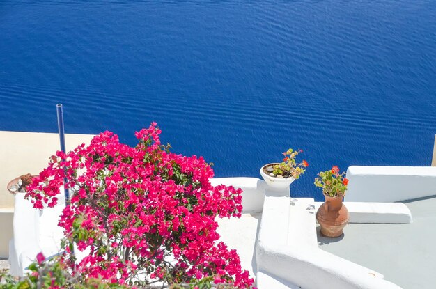 Hermosas flores en la isla de Santorini