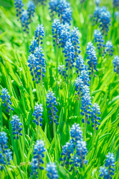 Hermosas flores de jacinto en jardín verde