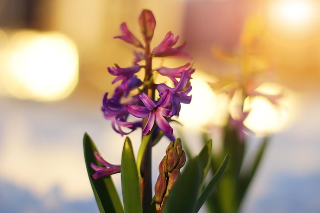 Hermosas flores de jacinto de primavera en las vacaciones de primavera debajo de la nieve