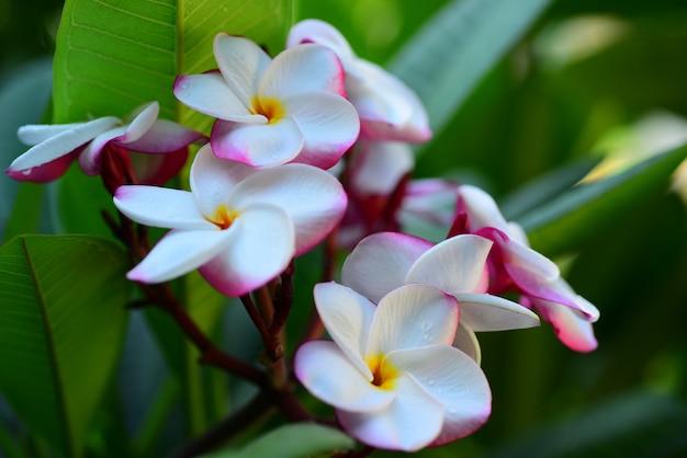 Hermosas flores en el jardín al lado de la casa. Hojas verdes con hermosa luz del sol Se usa como imagen de fondo. Flores coloridas con mariposas e insectos. Flores coloridas en el parque